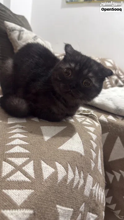 سكوتش فولد للتبني - Scottish Fold for Adoption 3