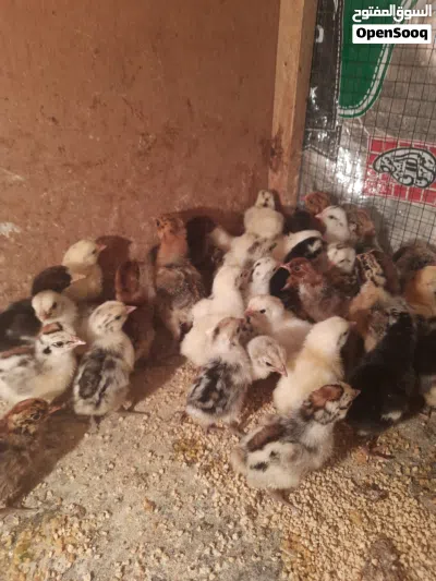 متوفر افراخ دجاج عمر ايام زوج على 2ونص قفل 3