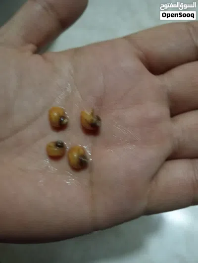 حلزون تفاحي منظف الحوض 2