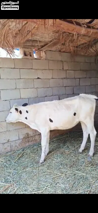 بجر حلوه نوعية ترهم كصابة وجني سعرها مليون ونص بيها مجال للشراي 3