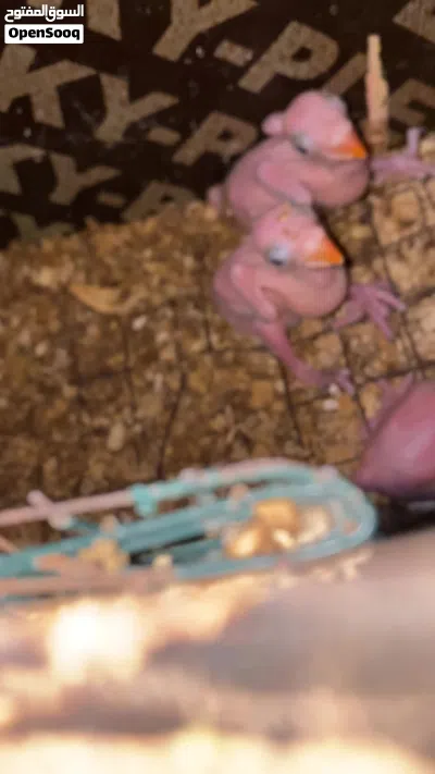 للبيع فروخ دره 2