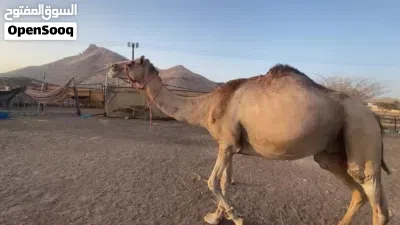 للبيع ناقه حايل طيبه 2