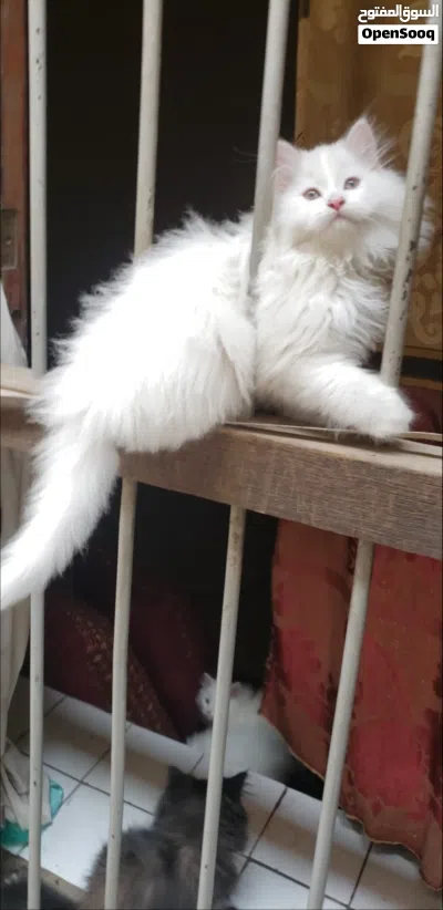 حيوانات للبي. 2