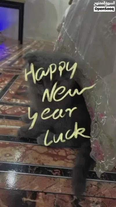 قط سكوتش للبيع 4
