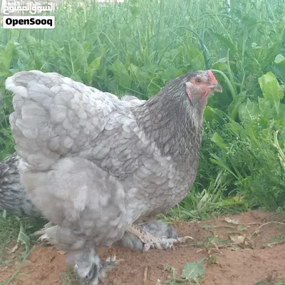كوبية براهما رصاصي 4