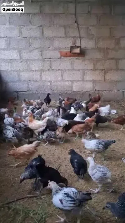 دجاج عماني بصحه جيده 4
