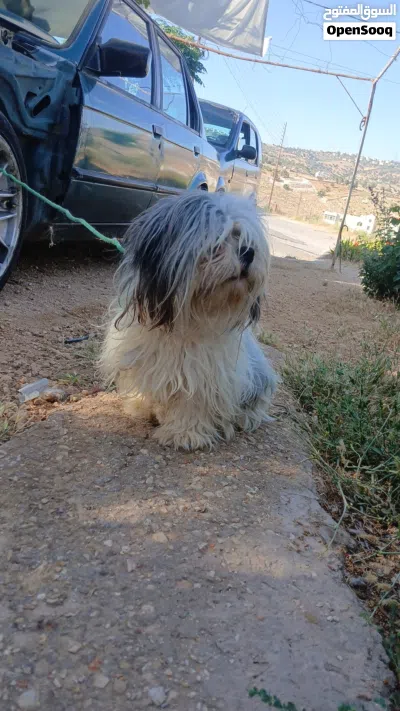 ذكر عمرو سنه وشهرين الكلب بجنن لوعب للبيع 3
