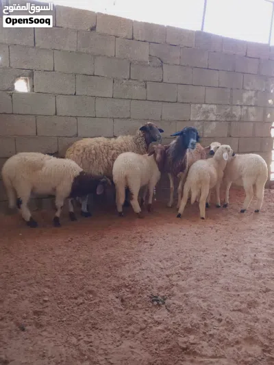 زوز نعاج ثوميات تحتهم 2خروف و2فطيمه 2