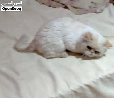 قط هيمالايا اورنج زورار 3
