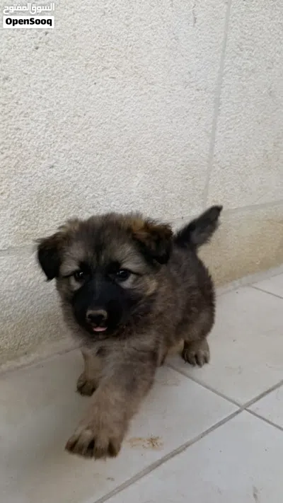 German shepherd purebred long hair black mask. عمر شهرين 3