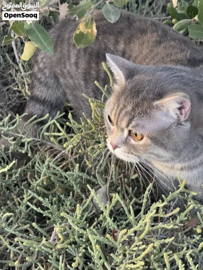 قطط للتبني لمدة شهرين لدواعي السفر- cats for adoption for 2 months because of traveling 2