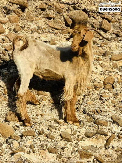 فحل من حلال الجواميد 4