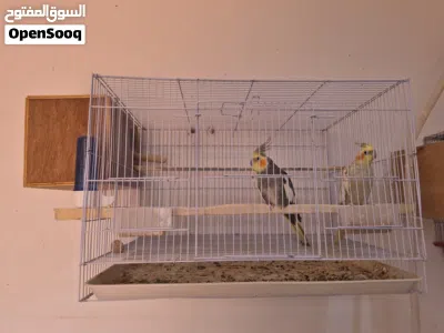 كوبيا كوكتيل للبيع 3