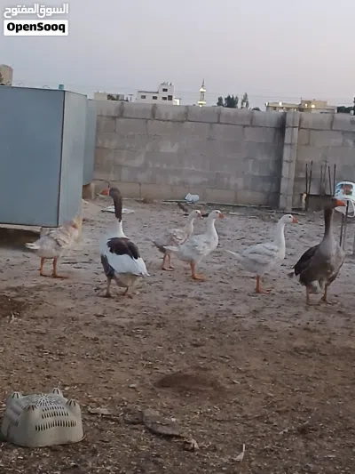 عشر وزات عمر 3 شهور 2