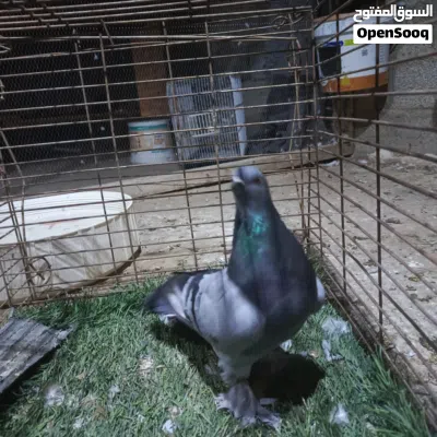 حمام للبيع 3