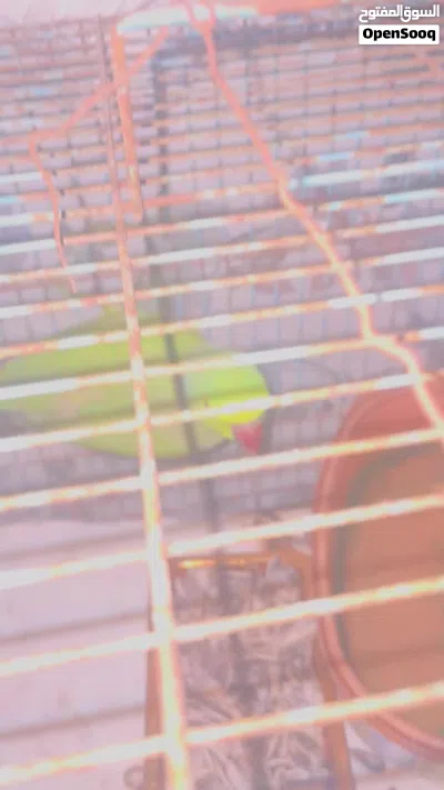 للبيع بغبغاء 4