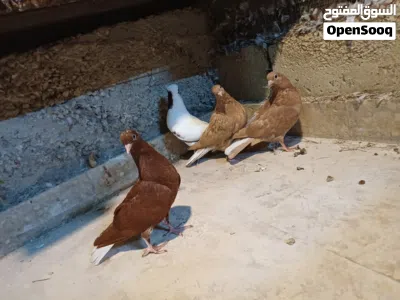 متاح 4 فراخ للبيع 2