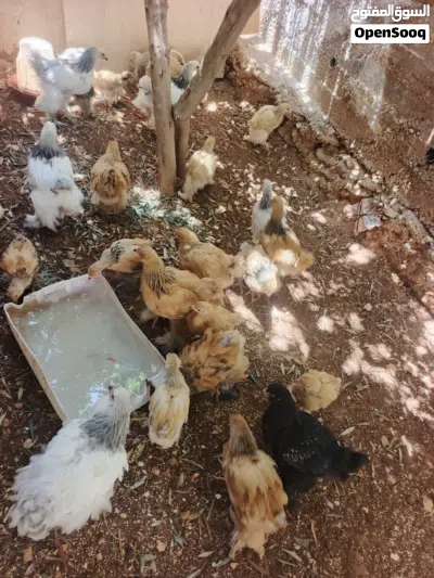 جاج عمر ثلاث اشهر وشهرين حجم جانبو 3