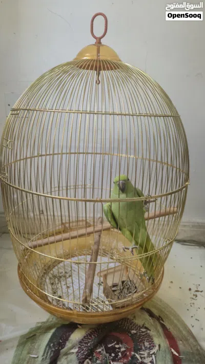ببغاء الدرة (ميتو) 3