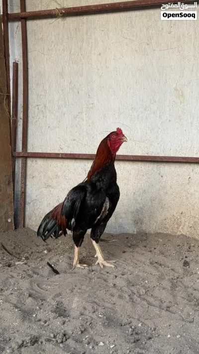 ديك باكستاني 2