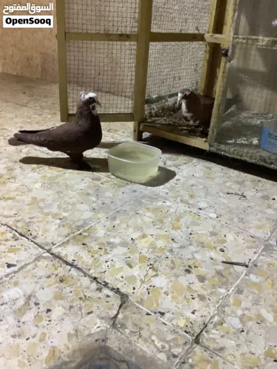 زوج حمر مع ابنهم اقرأ الوصف 2