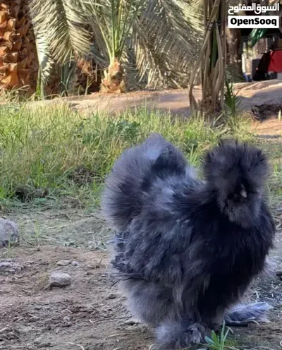 صيصان دجاج سلكي أمريكي / أوروبي بيور 100٪ وألوان نادرة ومميزة شاهد الوصف دجاج زينة حريري 3