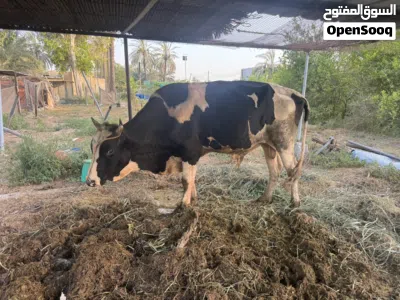 عجل يصلح للذبح او التربيه 3
