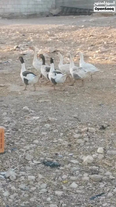 وز للبيع المفرق ثغره الجب 2