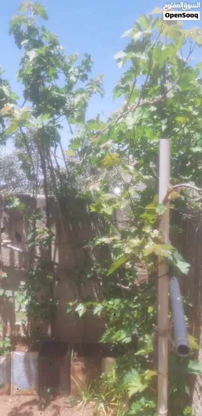 معرشات عنب للبيع في إربد أطوال و احجام كبيره من 2 متر لغاية 4 متر 4