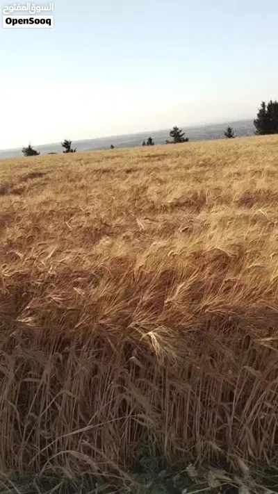 أرض زراعية بسعر مغر 2