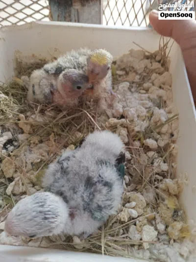 كوبية مصوقرة بفروخهم للبيع 3