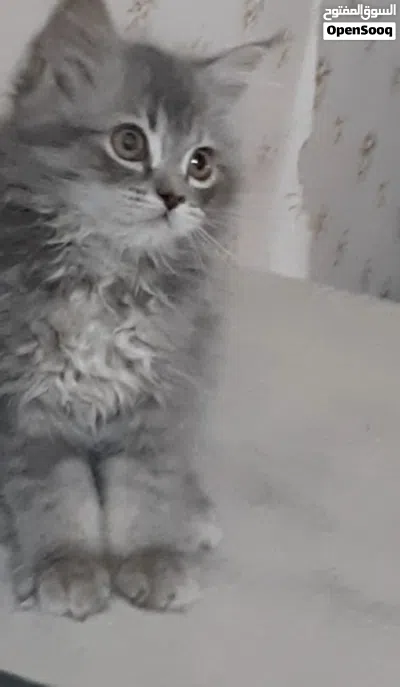بيع قط صغير 2