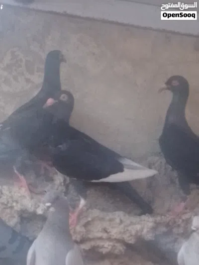 طيور حمام مشكل للبيع 2
