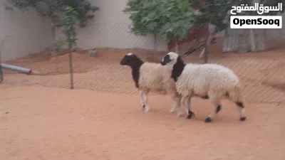 2فطايم وطنيات مشالله سلاله تبارك الله لبيربي عمرهم ف7شهور سليمات من العيوب.. 2