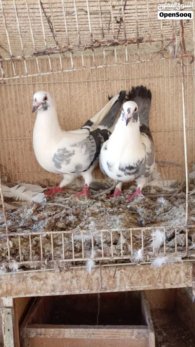 لاحم وزان حجم وسـط 3