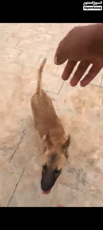 كلب ميلنوا 4