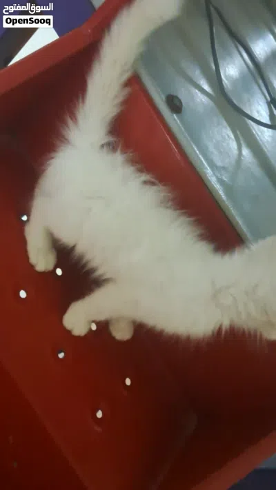 قطة للبيع جميلة 4