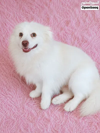 كلب بوميرانيان أصلي (Pomeranian) متعلم يفهم الناس مميز جداً 2