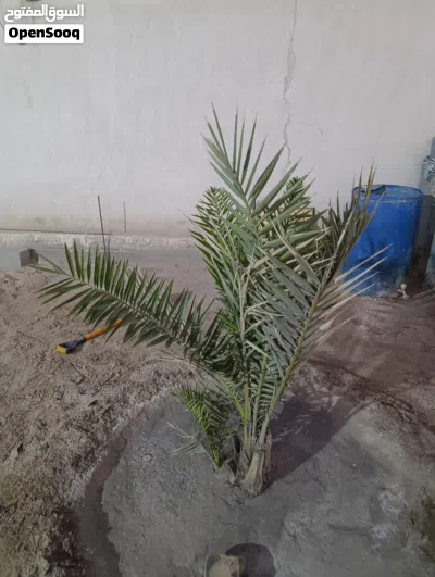 نخيل برحي ابو الخصيب كفالة احجام كبيرة باسعار مناسبة العدد 9 4