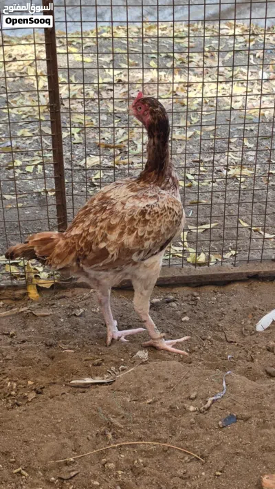 ديك و3 دجاجات 2