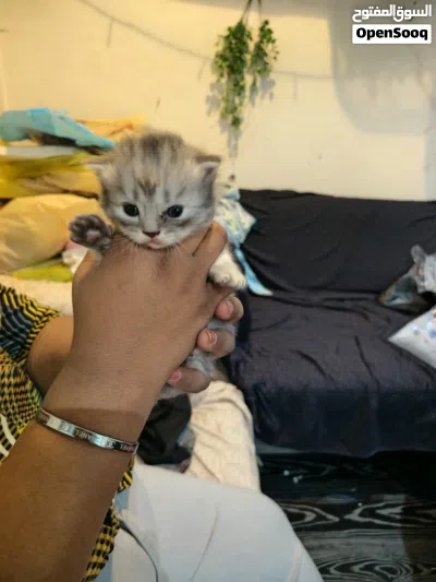 Persian cat 2