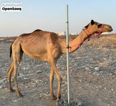 ناقة إنتاج أصيل 2