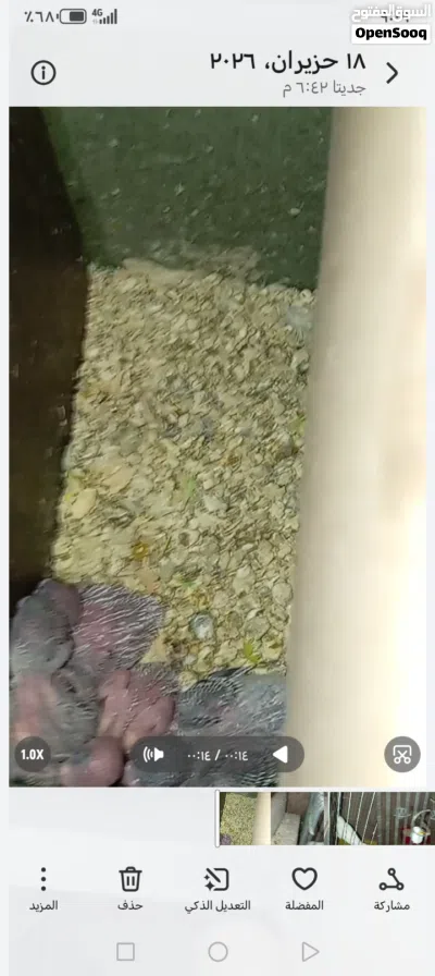 4 جواز طيور حب كلها تحتها فراخ بسعر مناسب 2