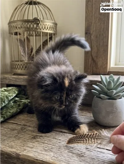 Adorable Shiriazy Kitten Available 3