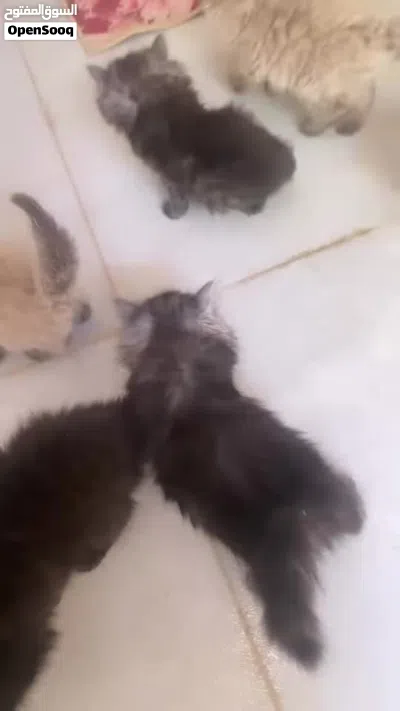 البصره الزبير 3