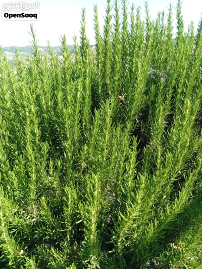 لدينا للبيع كميات حصلبان ( إكليل الجبل ) طازج من الشجره مباشره . 2