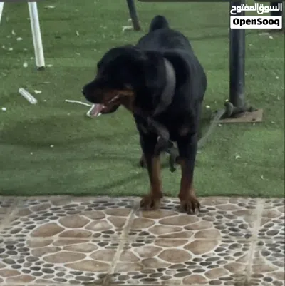 للبيع كلبه روت عمر سنه وثمانية اشهر قريب الهيت 2