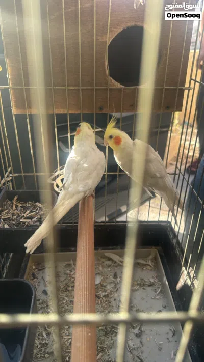 جوز.كوكتيل اصفر نزال بغيار 3
