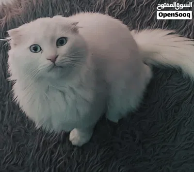 قطه سكوتش فولد ذكر لعوب و صحه ممتازه خالي من اي عيب الييف و نظيف جدا للتبني شرط التبني دفع سعر رمزي 4