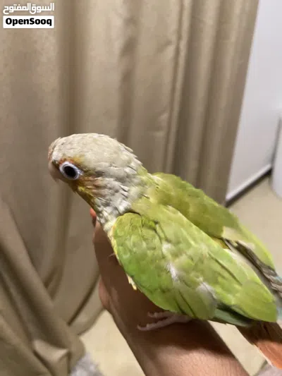 بغبغاء كنيور اناناس 2